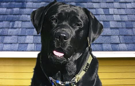 Blue Dog Roofing & Construction - Roof Repair in Fort Myers